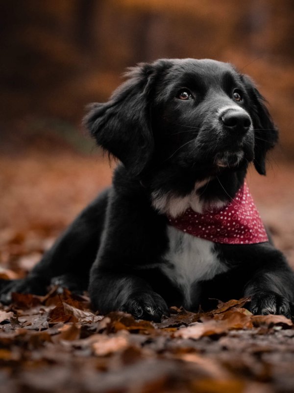 Hund Blätter Wald